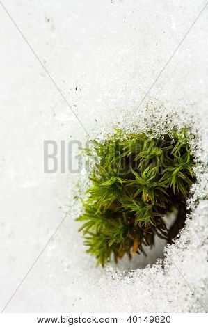 Snowed ใน