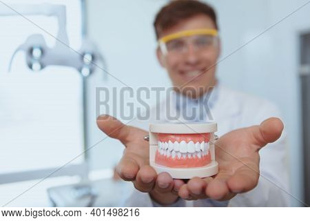 Close Up Of A Jaw Model In The Hands Of A Dentist, Copy Space. Happy Male Dentist Holding Out Dentur