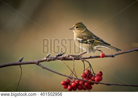 Sitting Common Chaffinch