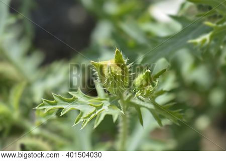 Prickly Poppy Flower Bud - Latin Name - Argemone Platyceras