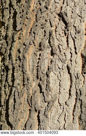 Common Hackberry Bark Detail - Latin Name - Celtis Occidentalis
