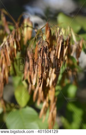 Flowering Ash Seeds - Latin Name - Fraxinus Ornus