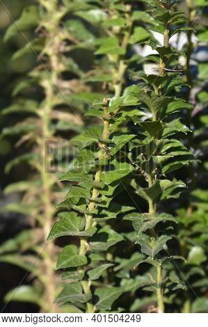 Ivy Erecta Leaves - Latin Name - Hedera Helix Erecta