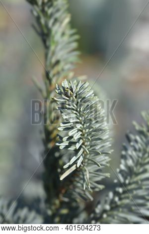 Blue Noble Fir - Latin Name - Abies Procera Glauca