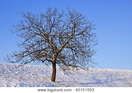 Winterlandschaft mit einsamen nackt Baum an einem sonnigen Tag