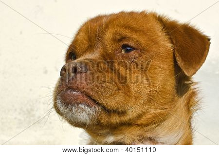 Brun hund huvud
