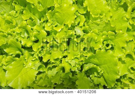 Grön sallad