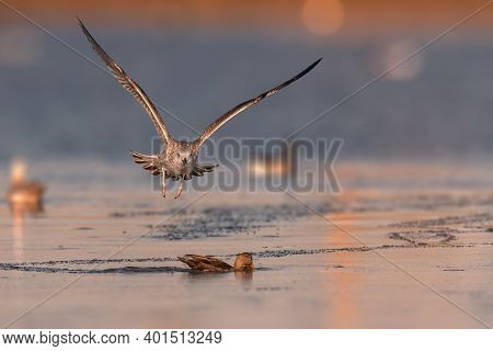 Adult American Herring Gull Larus Smithsonianus Foraging In Shallow Sea Water New Jersey, Usa.