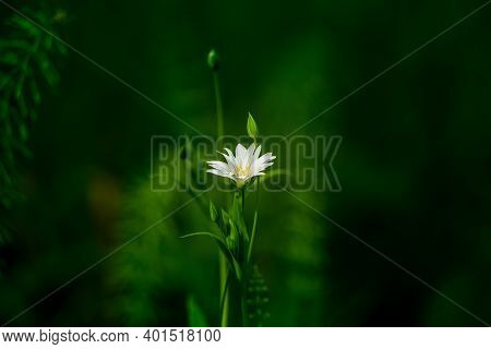 Beautiful White Greater Stitchwort Flowers Blooming On A Forest Meador Ground In Spring. Rabelera Ho