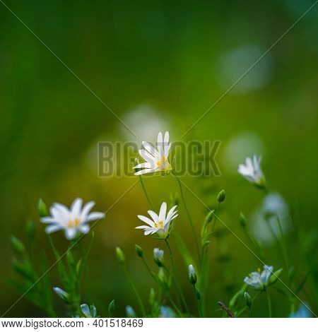 Beautiful White Greater Stitchwort Flowers Blooming On A Forest Meador Ground In Spring. Rabelera Ho
