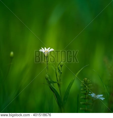 Beautiful White Greater Stitchwort Flowers Blooming On A Forest Meador Ground In Spring. Rabelera Ho