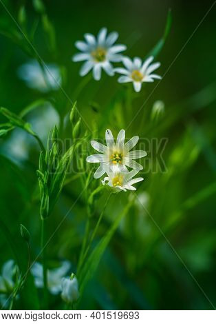 Beautiful White Greater Stitchwort Flowers Blooming On A Forest Meador Ground In Spring. Rabelera Ho