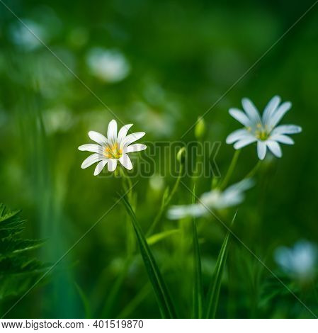 Beautiful White Greater Stitchwort Flowers Blooming On A Forest Meador Ground In Spring. Rabelera Ho