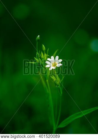 Beautiful White Greater Stitchwort Flowers Blooming On A Forest Meador Ground In Spring. Rabelera Ho