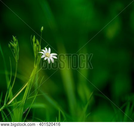 Beautiful White Greater Stitchwort Flowers Blooming On A Forest Meador Ground In Spring. Rabelera Ho