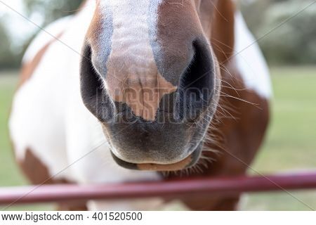 The Horse Muzzle Is Brown And White. Horse Nose.