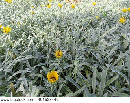 Yellow Treasureflower Background. Field Of Yellow Flowers, Gazania Ringens. Gardening And Botany Con