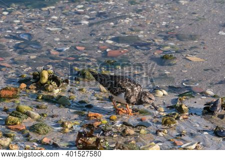 Bird Ruddy Turnstone Or Arenaria Interpes On Seaside