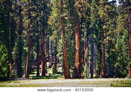 Slavné velké sekvojů stojí v parku Sequoia National Park