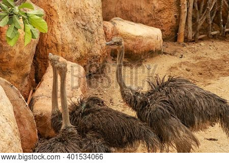 Couple Ostriches Struthio Camelus Eating Leaves In Zoo, Bali, Indonesia