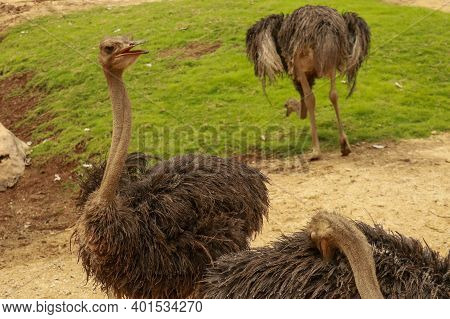 A Portrait Of An Ostrich, Struthio Camelus Common Ostrich Struthio Camelus, Or Simply Ostrich, Is A