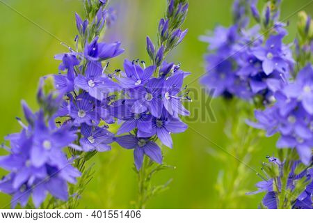 Veronica Teucrium Flowers On The Field In Summer. Lots Of Purple Blooming Plants.