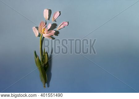 Cerative Backdrop With White Tulip With Seapreted Petals On Blue Background With Gradient And Copy S