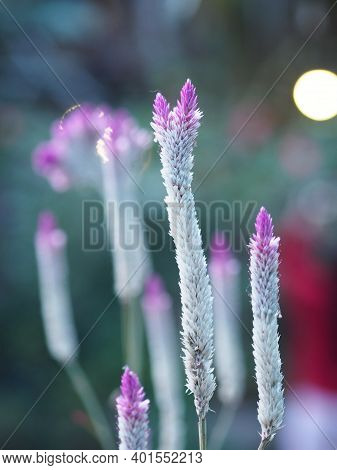 Celosia Spicata Spreng A Bouquet Of Flowers, A Cascade Bouquet. Out By The End Of The Flower Branche