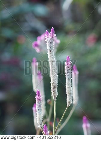 Celosia Spicata Spreng A Bouquet Of Flowers, A Cascade Bouquet. Out By The End Of The Flower Branche