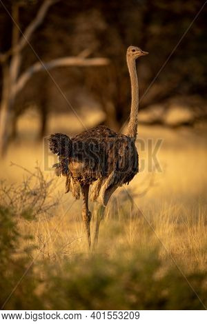 Female Common Ostrich Stands In Grassy Clearing
