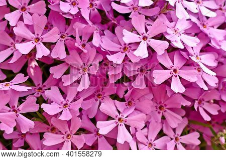 Nahaunahme Von Rosa Blumen, Ideal Als Hintergrundbild.