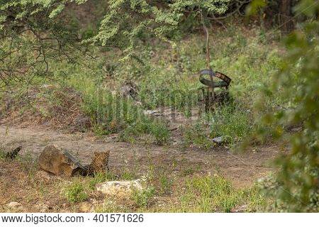 Wild Female Leopard Or Panther Resting In Natural Green Background In Forest Of Central India - Pant