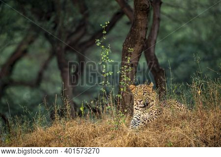 Wild Male Leopard Or Panther Resting In Natural Green Background In Forest Of Central India - Panthe