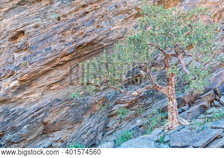 A Tree On A Rocky Slope In The Kuiseb Canyon In Namibia