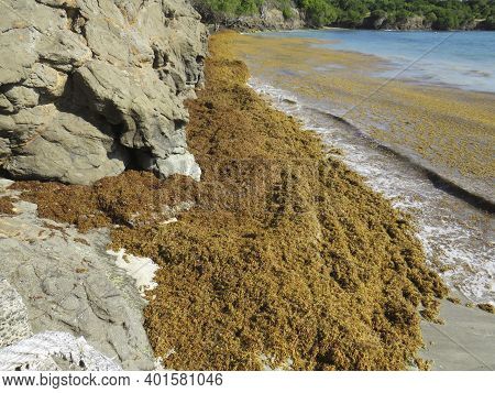 Sargassum Seaweed On The Coast Of The Caribbean Sea. Turquoise Waters Invaded With Sargassum.