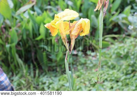Beautiful Nature Yellow Flower Stock Background Image