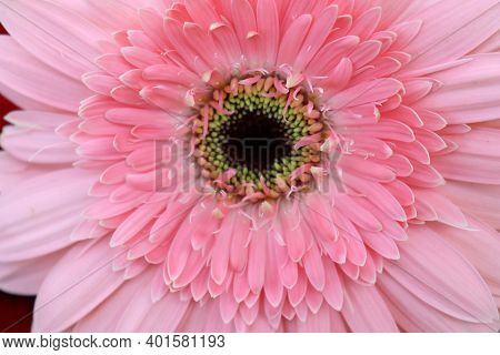 Beautiful Natural Pink Flower Stock Background Image