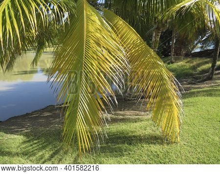 Sunlit Palm Leaf Close-up. Tropical Garden. Fwi.