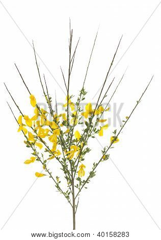 Giallo ginestra