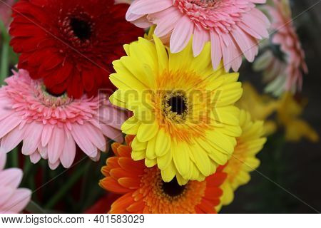 Beautiful Real Natural Flower Stock Background Image
