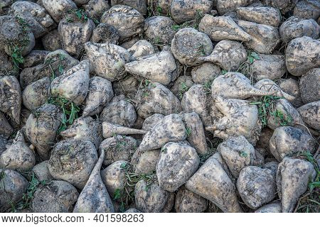 Sugar Beet . Vegetables On The Field. Pile Of White Beetroot