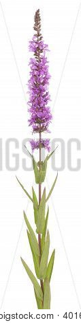 Mor Loosestrife