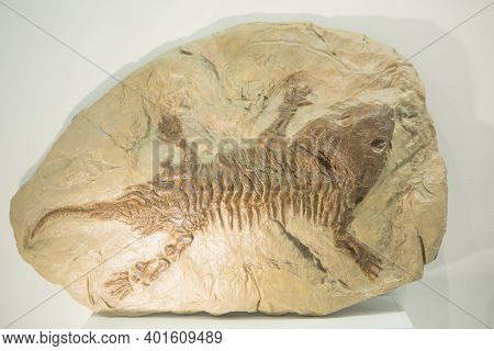 Fossil Of Prehistoric Lizard Skeleton On The Rock.