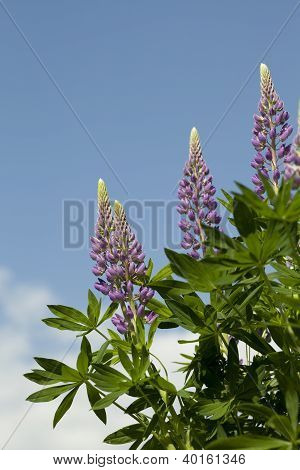 Lupin