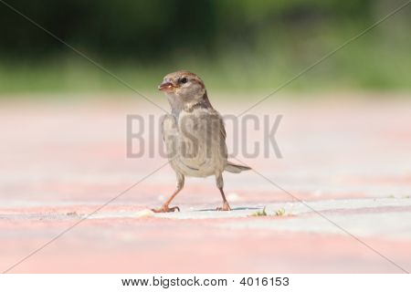 Moineau