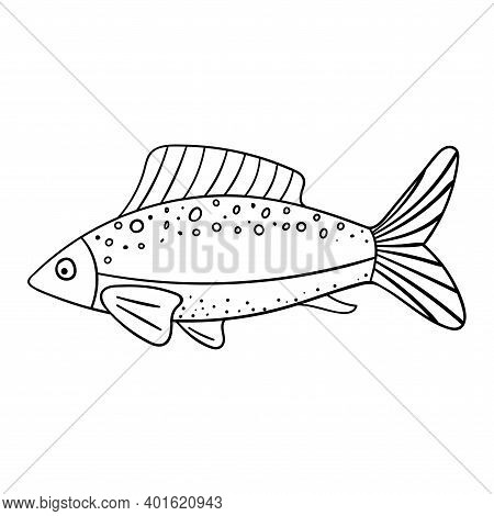 A Whole Raw Fish With Fins And Tail. Seafood, Sea Food. Contour Sketch Food Illustration In Doodle S