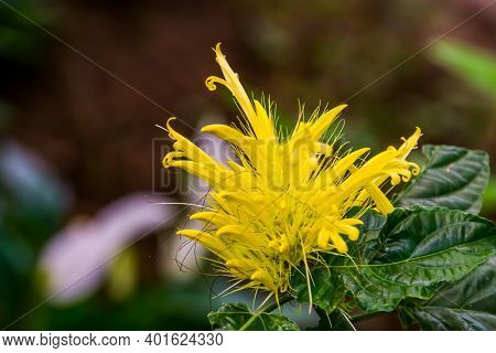 Beautiful Macro Closeup Of A Golden Plume Flower, Popular Tropical Ornamental Plant Specie From Braz