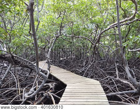 Wooden Walkway Over Tropical Mangrove Forest. Caribbean Vegetation. Tropical Landscape Of Mangrove R