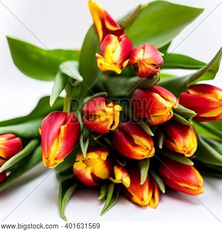Beautiful Tseti Tulips And Roses On A Light Background
