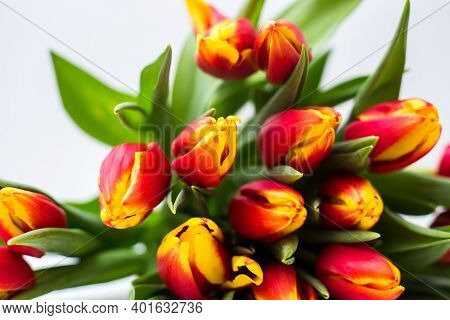 Beautiful Tseti Tulips And Roses On A Light Background